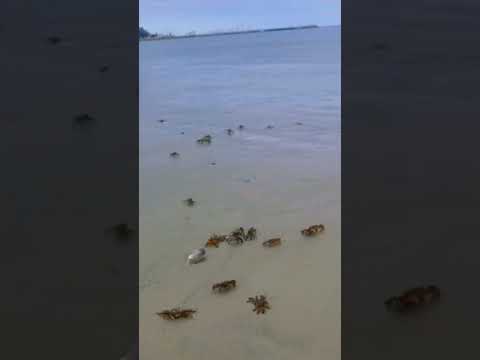 Peces muertos y muchos cangrejos cerca del agua - Piriápolis, Uruguay (10/02/2024)