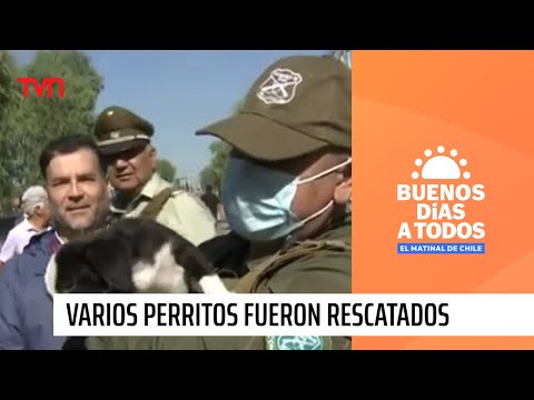 Rescatan a perritos desde la destrucción de rucos en Cerrillos | Buenos días a todos