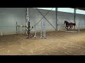 Show jumping horse 2jarige merrie Conrad Quality z x Cassini II