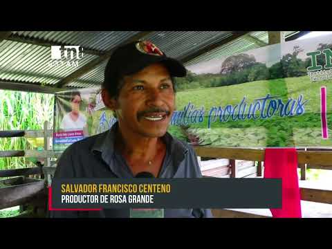 Siuna: Productores reciben capacitación de alimento balanceado de ganado - Nicaragua