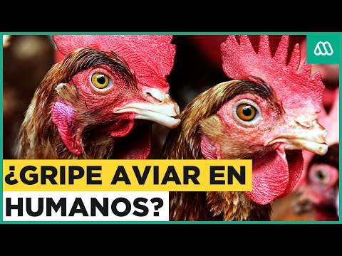 Alerta por casos de Gripe Aviar: Podría infectar a los humanos