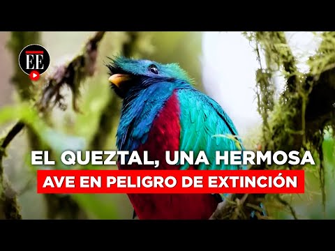 El Quetzal, una de las aves más bellas del mundo, está en peligro de extinción | El Espectador