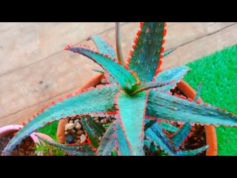 วิธีปลูกหน่อ-aloe-hybrid-ฟันแด วิธีปลูกหน่อ-aloe-hybrid-ฟันแด