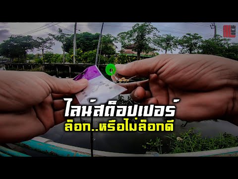 ช่อนคลองบำบัดไล่ไข้..[-หลังฉีด ช่อนคลองบำบัดไล่ไข้..[-หลังฉีด