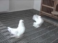 Голуби: Омские голуби