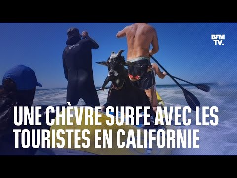 Cette chèvre surfe avec les touristes en Californie
