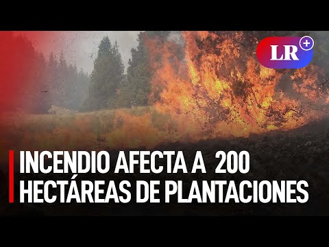 Cajamarca: incendio forestal en Porcón viene afectando 200 hectáreas de plantaciones | #LR