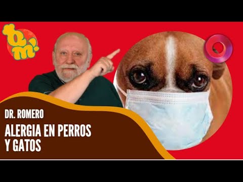 Alergias en perros y gatos | #QuéMañana