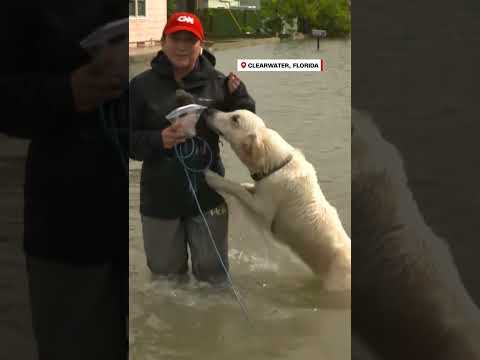Un perro sorprende a una reportera de CNN mientras informaba en vivo sobre el huracán Idalia