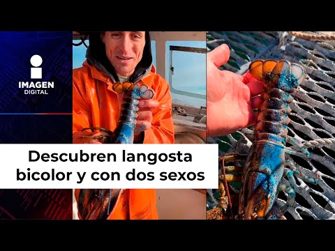 Hallan extraña langosta con dos sexos y dos colores; la llaman David Bowie