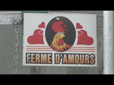 L'épicerie | La Ferme Poulets D'Amours (Archives - 22 juillet 2009)