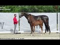 Dressage horse Mooie 2e jarige Vaderland x Fürstenball