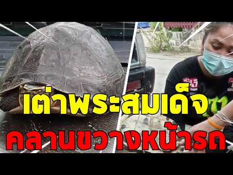 ชาวบ้านแห่ส่องเลขเด็ดเต่าหับพร ชาวบ้านแห่ส่องเลขเด็ดเต่าหับพร