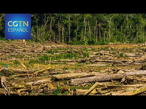 La deforestación de la Amazonia bate récords durante la crisis sanitaria