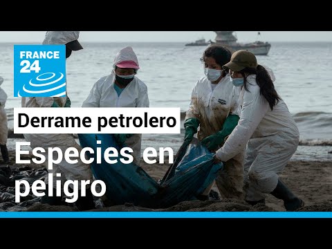 En Perú, miles de especies contaminadas y envenenadas por la “marea negra”