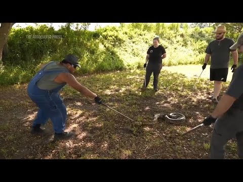 Snake hunters learn to wrangle invasive Burmese pythons in Everglades for Florida's 10-day challenge