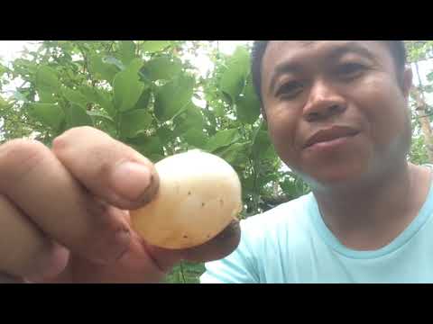 หารังเหยี่ยวกับเจอไข่ปริศนา หารังเหยี่ยวกับเจอไข่ปริศนา