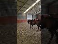 Show jumping horse Beautiful Gelding by Valmy de la Lande
