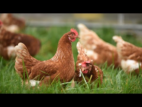 Análisis de Martín Olaverry: Confirmaron el primer caso de gripe aviar en Uruguay