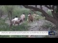أبطال الجيش في جبهة الشراجة بجبل حبشي يطوعون التضاريس الوعرة ويسحقون جحافل مليشيا إيران الحوثية