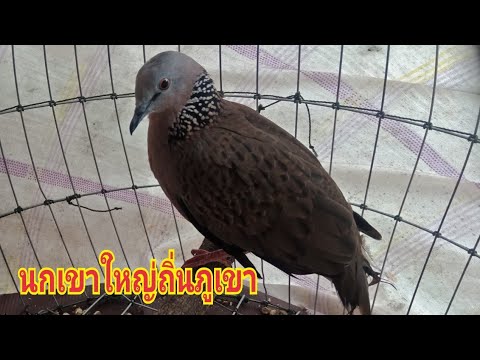 นกเขาใหญ่ถิ่นภูเขานกต่อป่าสูง( นกเขาใหญ่ถิ่นภูเขานกต่อป่าสูง(