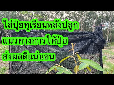 ทุเรียนเล็ก-หลังปลูกใส่ปุ๋ยตอน ทุเรียนเล็ก-หลังปลูกใส่ปุ๋ยตอน
