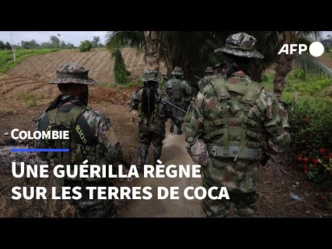 En Colombie, sur les terres de coca de la Segunda Marquetalia | AFP