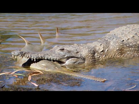 Animais que derrotam Crocodilos e jacarés