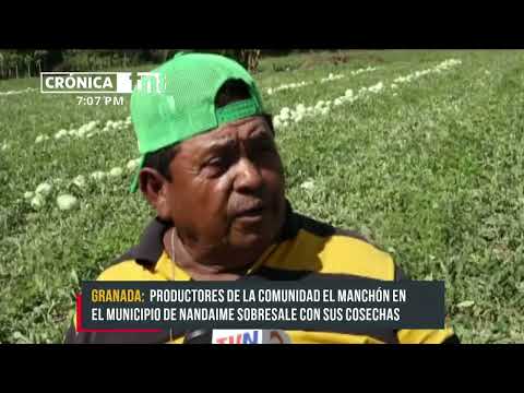 Producción de sandía y plátanos en su apogeo en Nandaime - Nicaragua