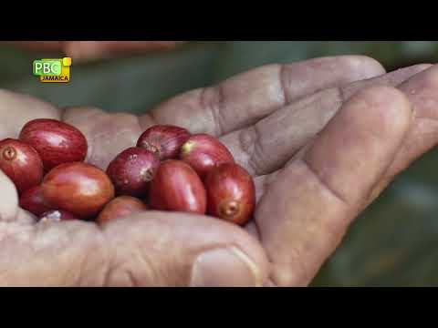 Combatting Effects of Climate Change on Jamaicas Coffee Sector Full Feature