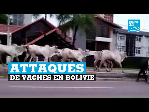 Des attaques de vaches en Bolivie