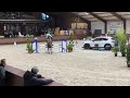 Show jumping horse 6 jarige spring gefokte merrie