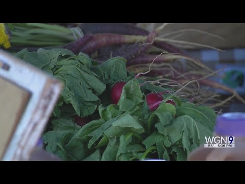 Urban Growers Collective hosts harvest fest, provides fresh food to Chicagoans