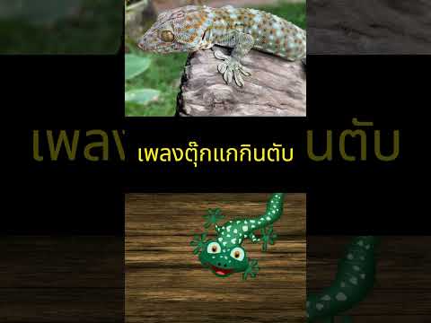 รวมเพลงสำหรับเด็กๆเพลงตุ๊กแก