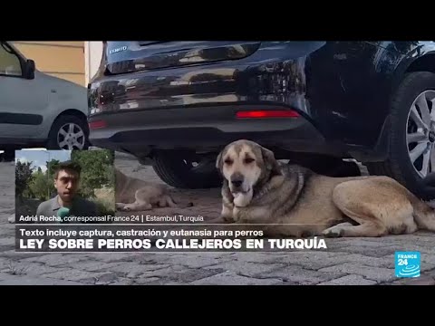 Informe desde Estambul: Turquía aprueba ley de captura, castración y eutanasia de perros callejeros