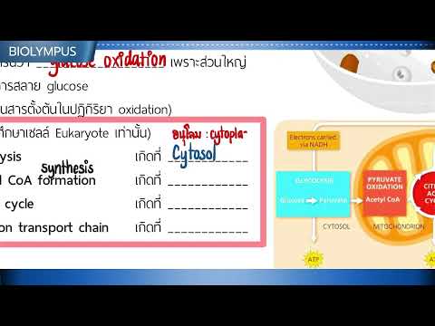 ติวCellularrespirationEP1