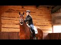 Dressage horse Talentvol 5-jarig dressuurpaard