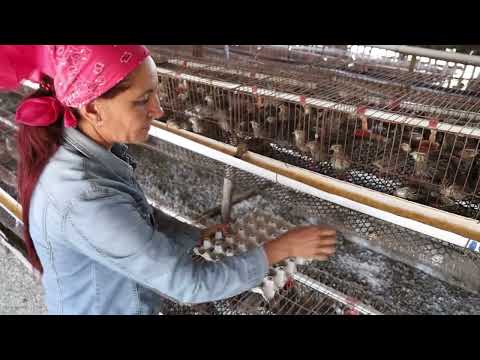 Trabajadores vinculados a la empresa avícola Holguín inician proceso de  producción de huevos