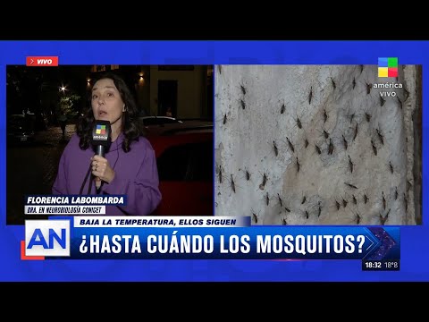 Dengue: ¿Hasta cuándo los mosquitos en Buenos Aires? Baja la temperatura, pero no se van