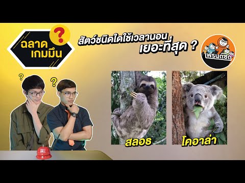 สัตว์ชนิดใดใช้เวลานอนเยอะที่สุ