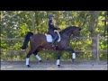 Dressage horse Prachtige en getalenteerde Everdale merrie