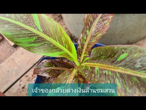 คนดังกล้วยด่างเมืองมุกดาหาร-เย คนดังกล้วยด่างเมืองมุกดาหาร-เย