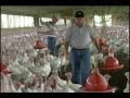 Разведение индеек: Turkey Farm Tour