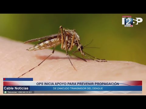 29 ABR 2024 OPS inicia apoyo para prevenir propagación de zancudo transmisor del dengue