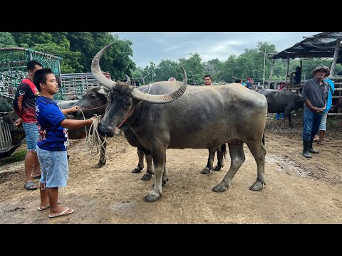 1772567ตลาดนัดโค-กระบือทัพทัน