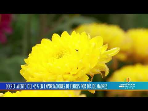 Exportación de flores para Día de Madres tuvo decrecimiento del 45 %: Asocolflores - Telemedellín