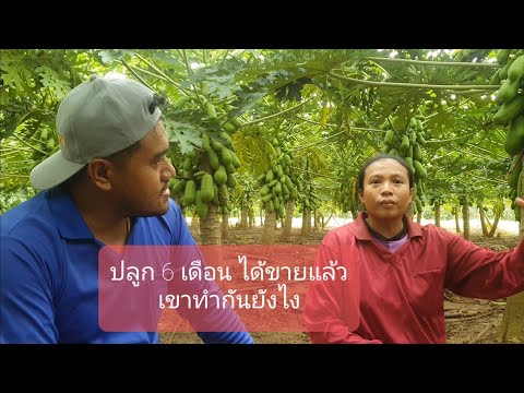 เขาทำยังไง!-ปลูก6เดือนได้เก็บข เขาทำยังไง!-ปลูก6เดือนได้เก็บข