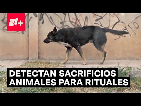 Detectan sacrificios de animales para rituales de magia negra - N+