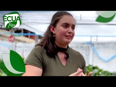 ¿Cómo hacer un huerto urbano? | Ecuaterra | Ecuavisa