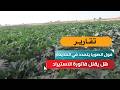 فول الصويا يتمدد في الحديدة.. هل يقلل فاتورة الاستيراد؟